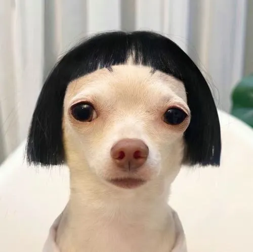 Ảnh avatar chó vô tri mắt chó đối diện ống kính