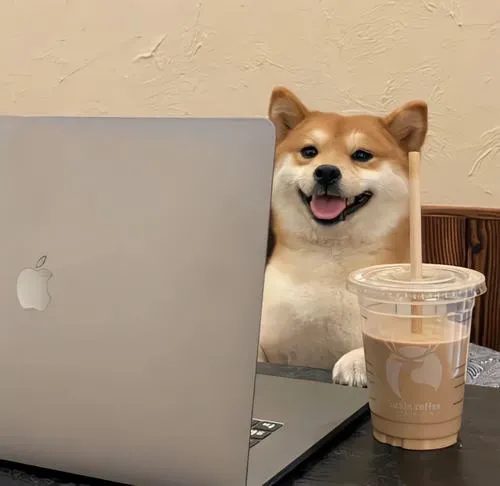 Ảnh avatar chó đứng hình bố cục đơn giản gây cười