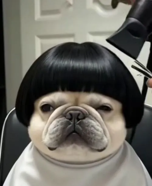 Hình đại diện chó Pug lạnh mũi chó bố cục chính diện