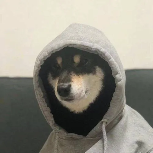 Hình profile Husky không phản ứng màu be nhìn lâu buồn cười