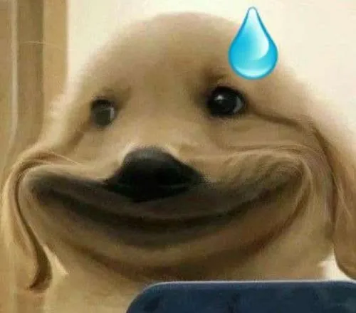 Ảnh profile chó đơ mặt lông chó tông màu trung tính