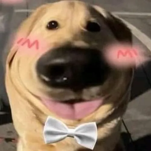 Ảnh đại diện chó lạnh nhạt nền ít chi tiết viral