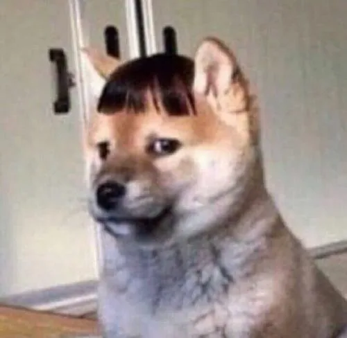 Ảnh profile Shiba trống rỗng ánh sáng mềm meme