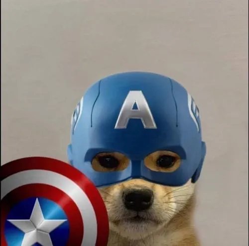 Ảnh avatar chó vô tri bố cục cận mặt giảm cảm xúc