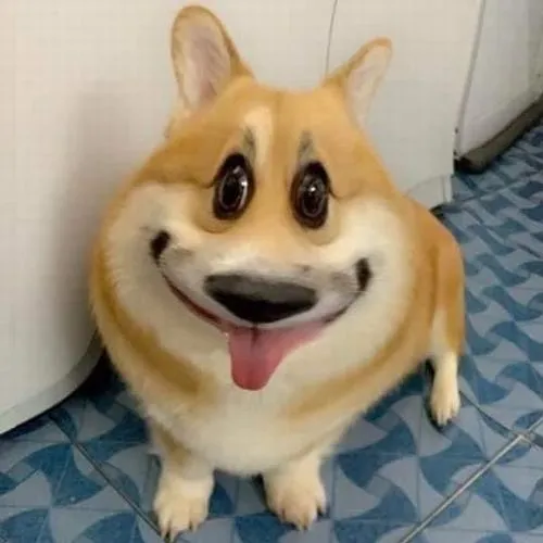 Avatar chó Shiba vô tri và cảm giác không cần nói vẫn hiểu