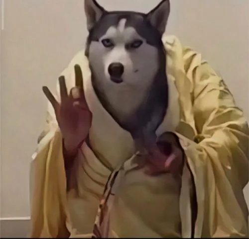 Ảnh profile chó không cảm xúc ánh sáng đều dễ viral