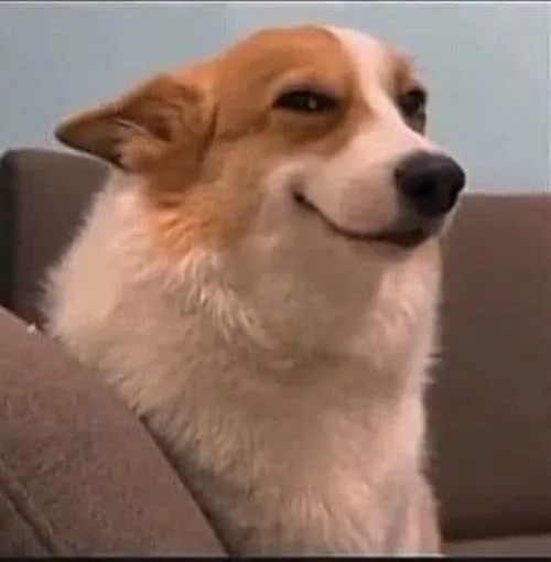 Hình profile chó trơ mặt bố cục chính diện ấn tượng