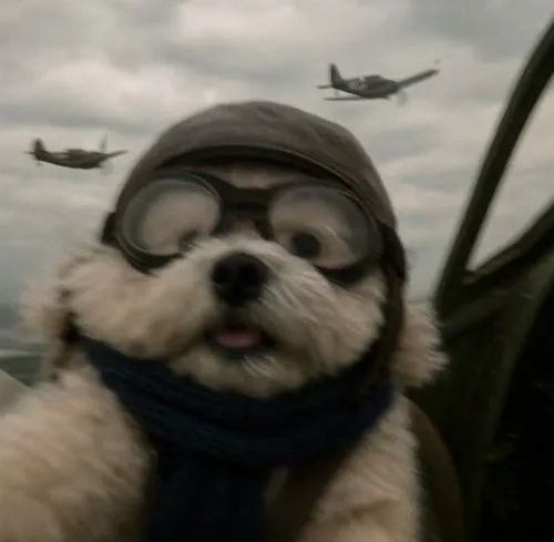 Hình đại diện chó hài hước cộng đồng yêu chó chia sẻ