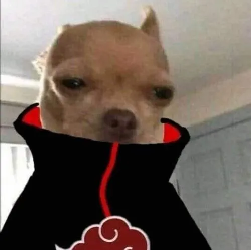 Ảnh đại diện chó vô tri đang khiến mạng xã hội cười ngầm