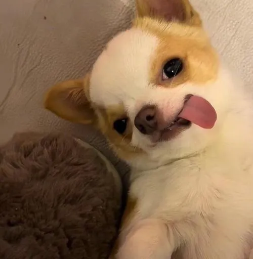 Ảnh đại diện chó Crrgi lạnh tanh màu trung tính tối giản