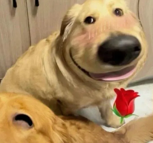 Hình đại diện chó đơ mặt nền đơn sắc phong cách hài hước