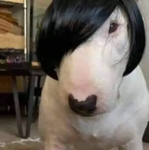 Ảnh đại diện chó vô tri hợp mọi mood lười giải thích