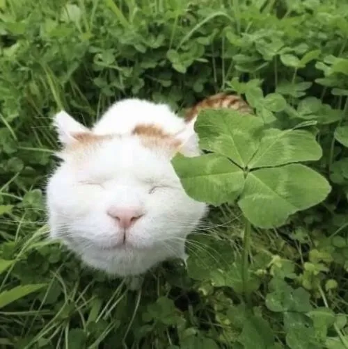 Cỏ bốn lá xanh vẽ tay gợi hy vọng và năng lượng tích cực