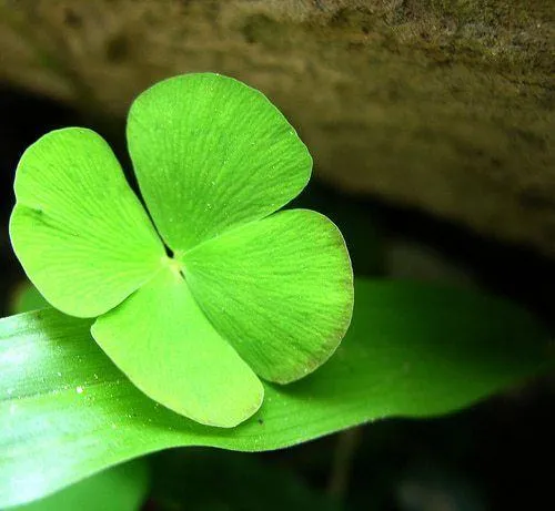 Ngày Thánh Patrick gợi cỏ bốn lá và hy vọng