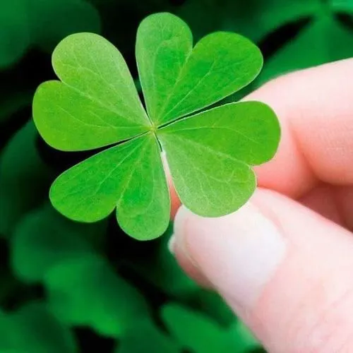 Nền mờ tôn bốn cánh lá và năng lượng tích cực