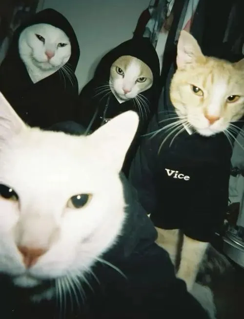 Ảnh trang cá nhân của tổ nhóm 4 con mèo giữ cân bằng bố cục chuẩn xác.