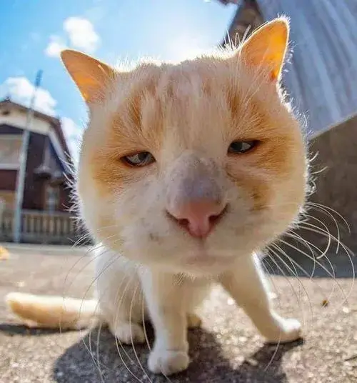 Hình đại diện ngầu mang tông lạnh và ánh mắt vô hồn trầm