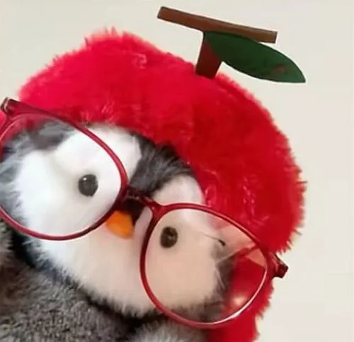 Ảnh đại diện cá nhân gấu bông cảm xúc hiền ấm áp