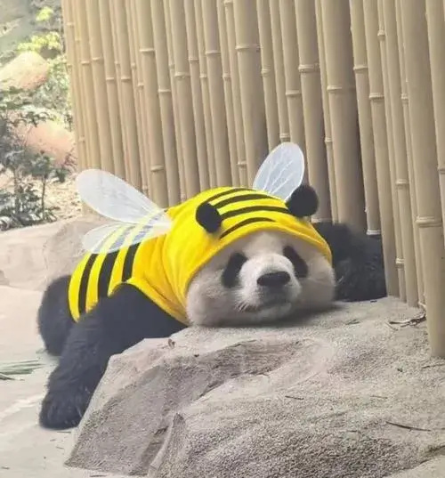 Ảnh profile Panda pastel bố cục trung tâm ánh sáng mềm dễ nhìn