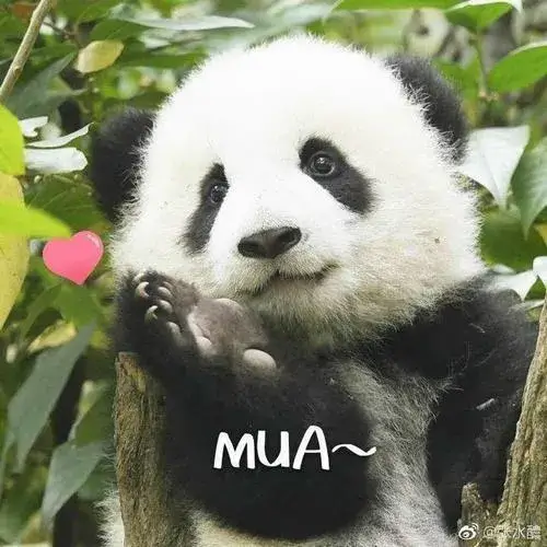 Ảnh avatar ngầu gấu trúc tối giản nền đơn sắc vẫn đáng yêu