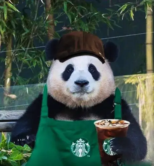 Avatar dễ thương gấu trúc nền trơn ánh sáng đều cảm giác thân thiện