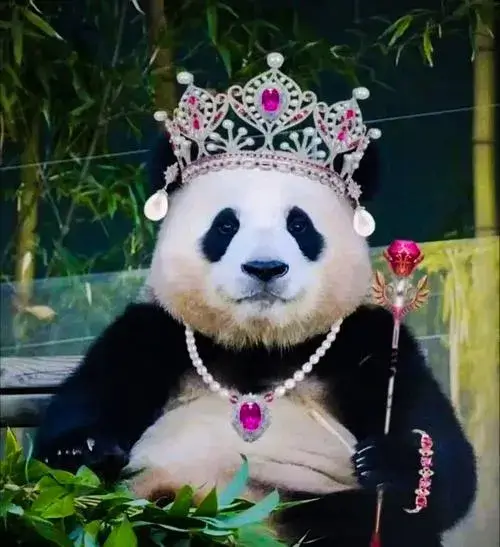 Ảnh avatar Panda kawaii chibi má hồng ánh nhìn thân thiện