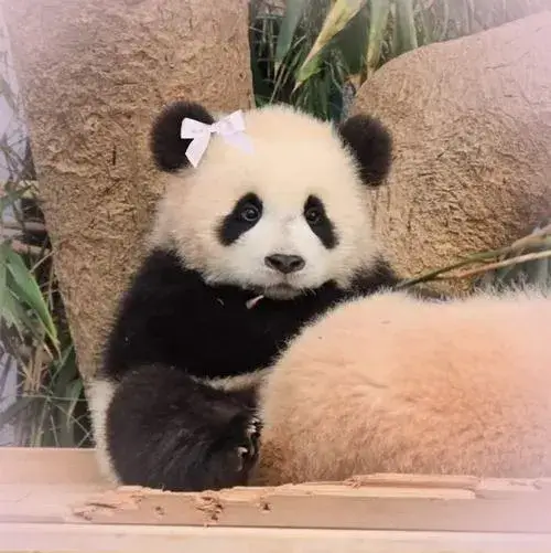 Hình avatar cute gấu trúc chỉnh màu pastel bố cục trung tâm hài hòa