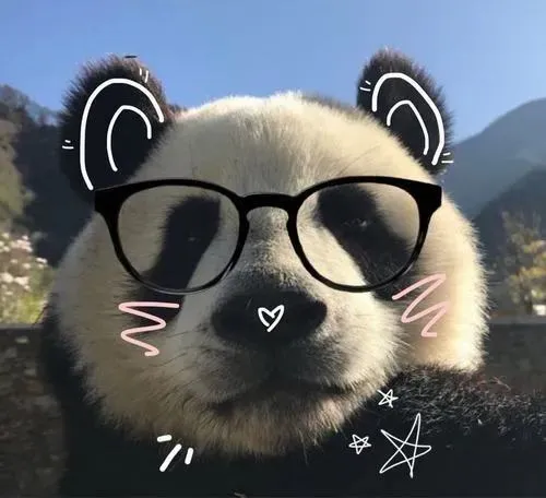 Ảnh đại diện gấu trúc tai gấu trúc mũi nhỏ mắt tròn đen