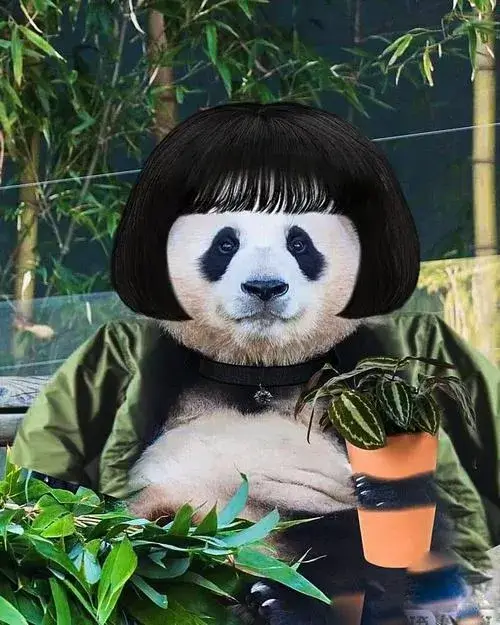 Ảnh hiển thị gấu trúc tông màu trắng đen độ tương phản thấp nhẹ nhàng