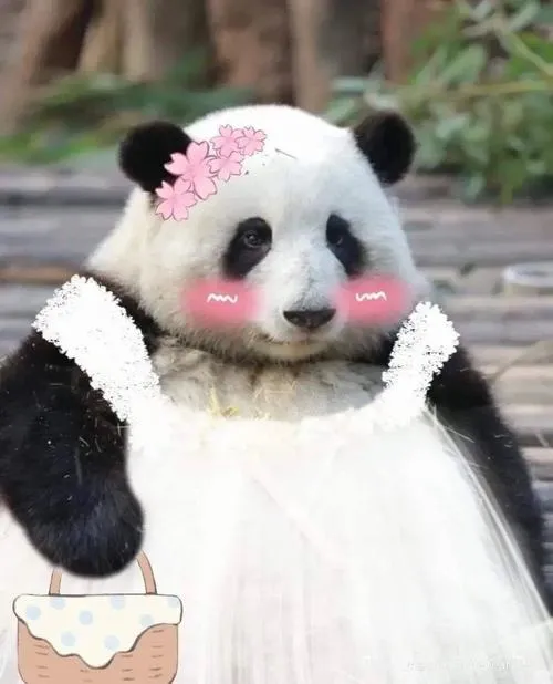 Ảnh profile gấu trúc thân thiện nền trơn tông trắng đen