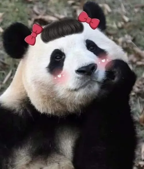 Ảnh profile gấu trúc nhân vật thú cưng tăng độ thân thiện