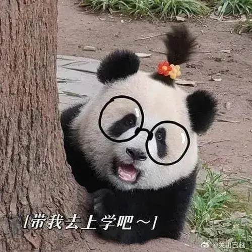 Hình đại diện ngầu Panda hoạt hình tông trắng đen độ nét mềm