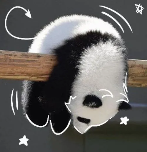 Ảnh đại diện gấu trúc mũ nhỏ tai nghe đáng yêu