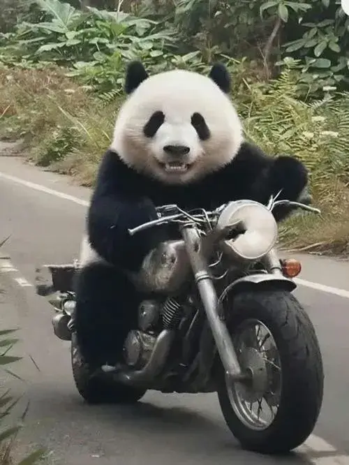 Hình đại diện gấu trúc đơn giản nhưng vẫn rất có điểm nhấn