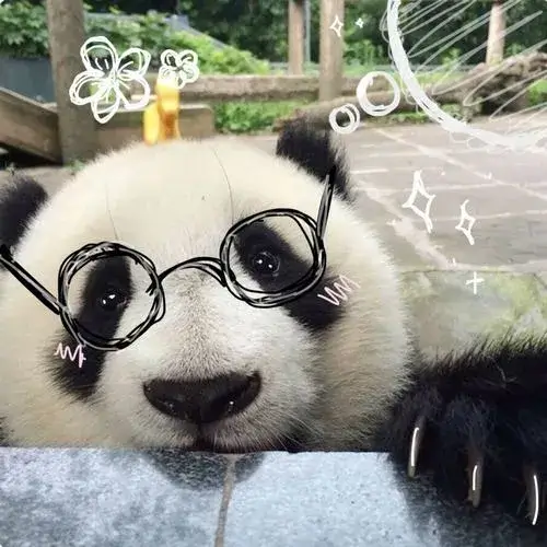 Hình profile gấu trúc hoạt hình nền pastel độ nét mềm xinh xắn