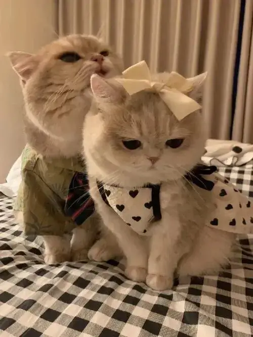 Avatar mèo vô tri meme lựa chọn an toàn cho tâm hồn mệt