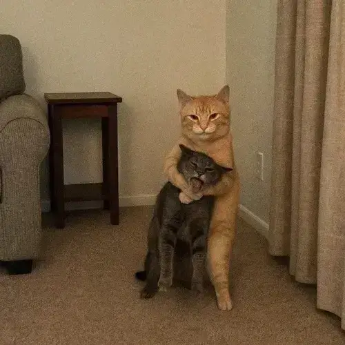 Mèo meme vô tri hợp mood dùng lâu