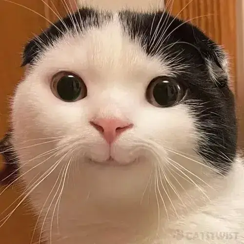 Mèo meme vô tri tạo tương tác mạng xã hội