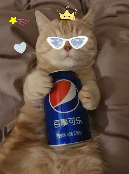 Avatar mèo vô tri meme càng đơ càng đúng tâm trạng