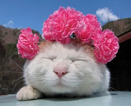 Hình profile cute mèo meme dễ thương lạnh lùng