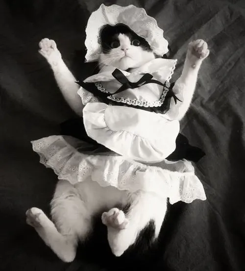 Ảnh profile mèo vô tri cho người thích im lặng mà vẫn hài