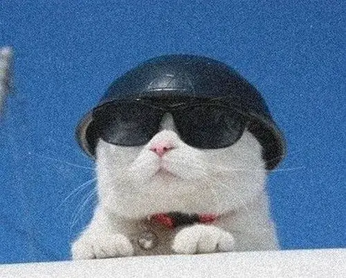 Ảnh đại diện mèo vô tri nhìn đời thay bạn trên mạng xã hội