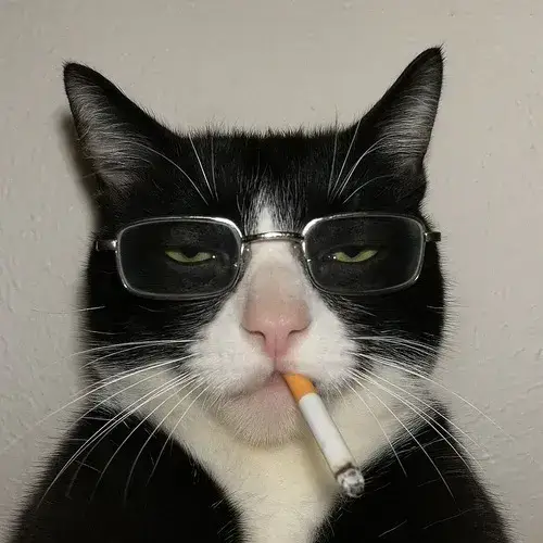 Hình cá nhân Zalo mèo meme đơ mặt chill nhẹ