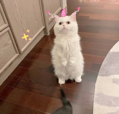 Mèo vô tri meme gắn với văn hóa mạng