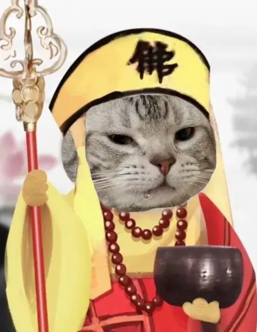 Mèo meme vô tri giấu mặt trên mạng