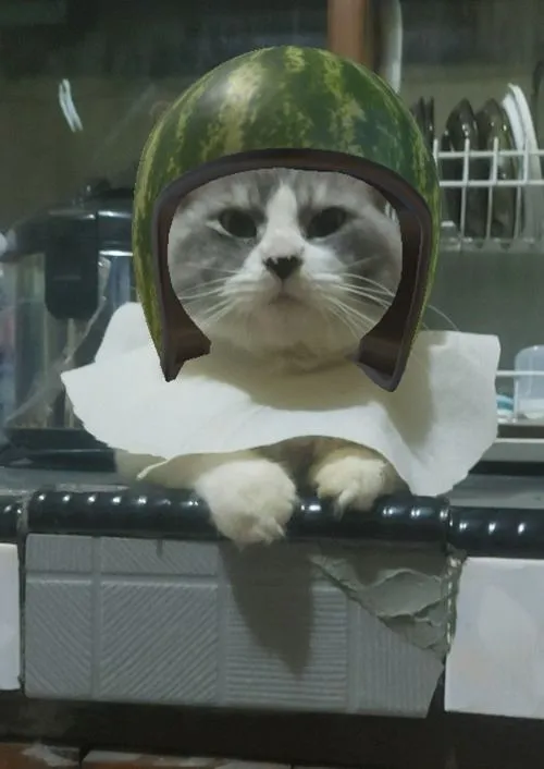 Meme mèo lan truyền qua chia sẻ tạo tiếng cười