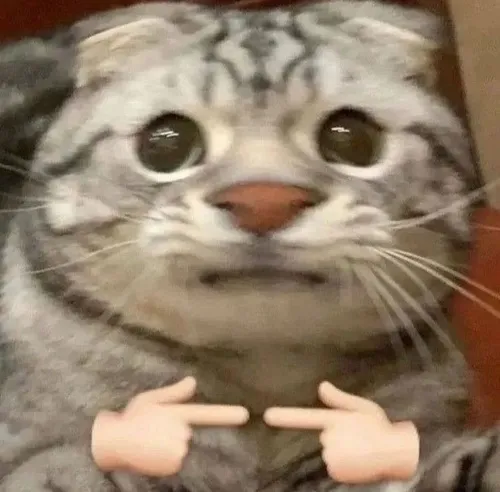 Ảnh hiển thị mèo vô tri meme chỉnh màu phẳng