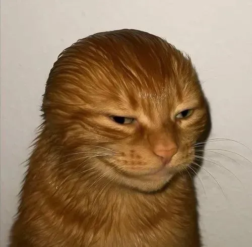 Hình đại diện cá nhân mèo meme đơ mặt hậu cảnh mờ