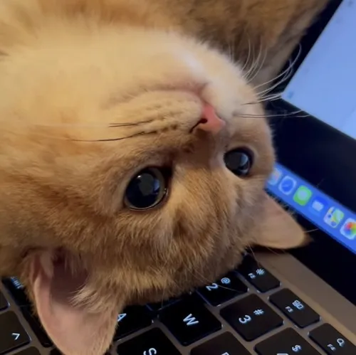 Hình profile mèo meme hết pin cảm xúc