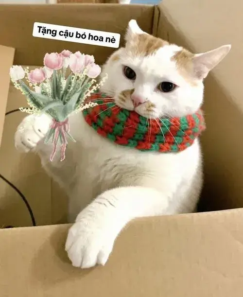 Ảnh trang cá nhân mèo vô tri meme bố cục vuông